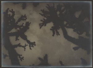 [Joshua Trees]. door Louis Fleckenstein