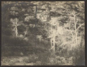 [Landschap met lichte bomen]