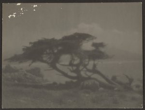 [Landschap met cipres]. door Louis Fleckenstein