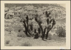 [Landschap met Joshua bomen]. door Louis Fleckenstein