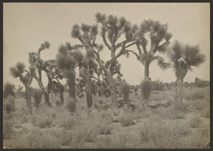 [Landschap met Joshua bomen]. door Louis Fleckenstein