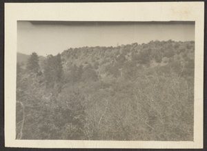 [Landschap met struiken]. door Louis Fleckenstein