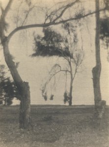 [Landschap met bomen]