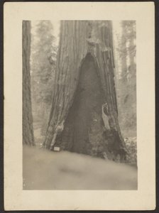[Massive Tree] door Louis Fleckenstein