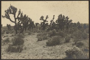 Mojave-woestijn door Louis Fleckenstein