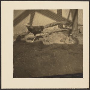 [Fazant in kooi]. door Louis Fleckenstein
