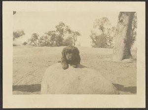 [Puppy on Rock]. door Louis Fleckenstein