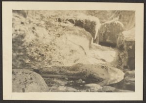 [Rotsachtig Landschap] door Louis Fleckenstein