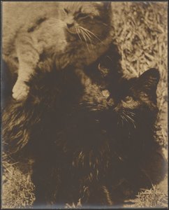 [Two Cats]. door Louis Fleckenstein