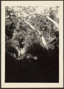 [Vrouw op pad in bos]. door Louis Fleckenstein