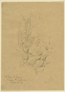 Plantvorm studie door Louis H. Sullivan