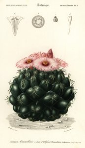 Bijenkorf cactus, Coryphantha elephantidens