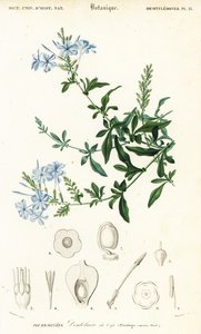 Kaapse loodkruid, Plumbago auriculata, 1849 (gravure)