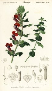 Sigarenplant, Cuphea llavea