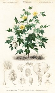Katoenplant, Gossypium barbadense (gravure)