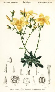 Linum campanulatum door Louis Joseph Edouard Maubert
