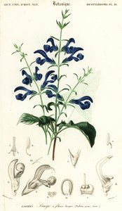 Gentiaan salie of spreidende salie, Salvia patens, 1849 (gravure) door Louis Joseph Edouard Maubert