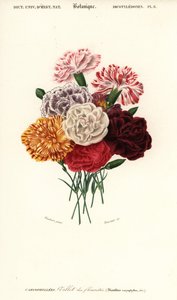 Groep anjers, Dianthus caryophyllus door Louis Joseph Edouard Maubert