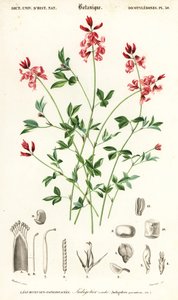 Indigoplant, Indigofera procumbens