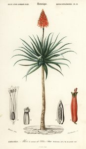 Krantzaloe, Aloe arborescens door Louis Joseph Edouard Maubert