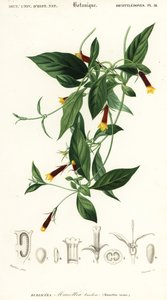 Manettia luteorubra (gravure)