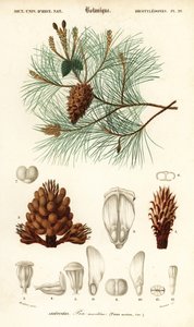 Maritieme den of cluster den, Pinus pinaster (gravure) door Louis Joseph Edouard Maubert