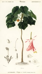 Dombeya wallichii door Louis Joseph Edouard Maubert