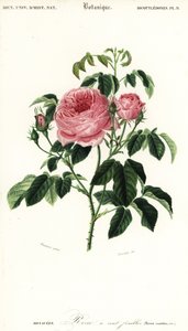 Rosa x centifolia door Louis Joseph Edouard Maubert