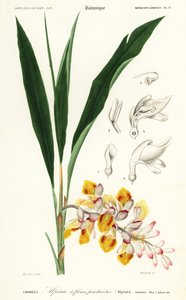 Schelpbloem, Alpinia nutans