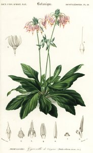 Schietster of oosterse schietster, Dodecatheon meadia door Louis Joseph Edouard Maubert