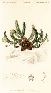 Sterbloem, Orbea variegata, 1849 (gravure) door Louis Joseph Edouard Maubert