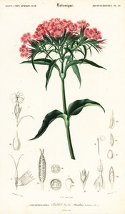 Duizendschoon, Dianthus barbatus