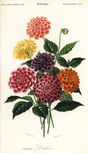 Variëteiten van tuindahlia