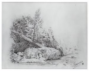 Omgevallen Boom, Keene Valley, 25 juli 1883