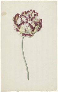 Tulp door Louis Moritz