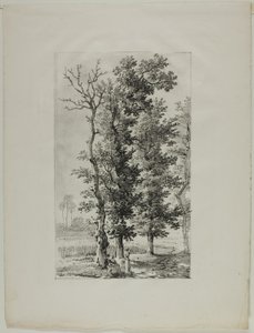 Studie van Bomen
