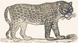 Tijger door Louis Simon (1810 1870) Lassalle
