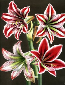 AMARYLLIS HIPPEASTRA door Louis Van Houtte