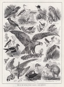 Vogels in de Natuurhistorische Collectie, South Kensington door Louis Wain