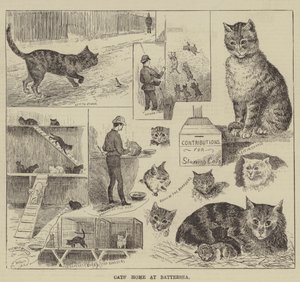 Kattenhuis in Battersea