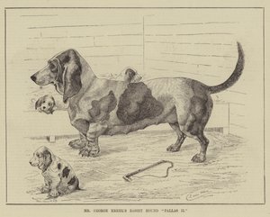 De Basset Hound Pallas II van Mr George Krehl