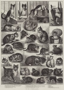 Onze Katten, een Huiselijke Geschiedenis door Louis Wain