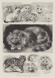 Prijswinnaars op de National Cat Club Show in het Crystal Palace