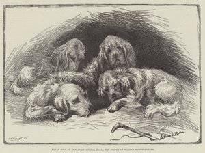Koninklijke honden in de Agricultural Hall, de basset-hounds van de prins van Wales door Louis Wain