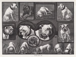 Studies uit het leven (gravure) door Louis Wain
