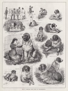 De St. Bernard Club Show in Knightsbridge door Louis Wain