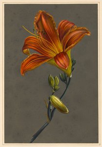 Hemorocallus (Daglelie)