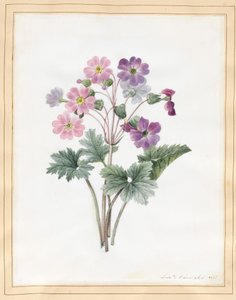 Hybride auricula