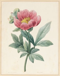 Poconia Mascula, kruidachtig, 1826 door Louise DOrleans