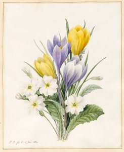 Witte primula